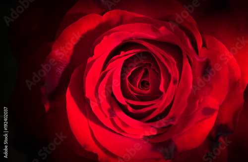 close up of fresh red rose flower