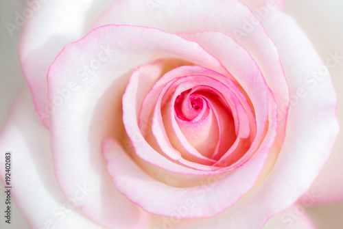 sweet pink rose flower for valentines