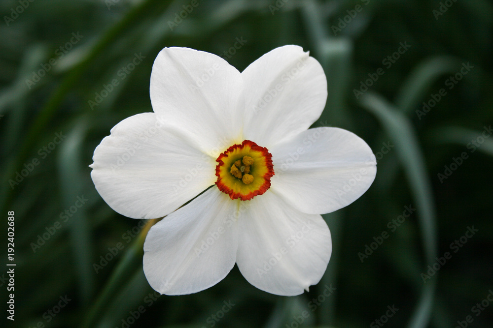 White Daffodil flower in the garden in central park White Daffodil flower in the garden in central park