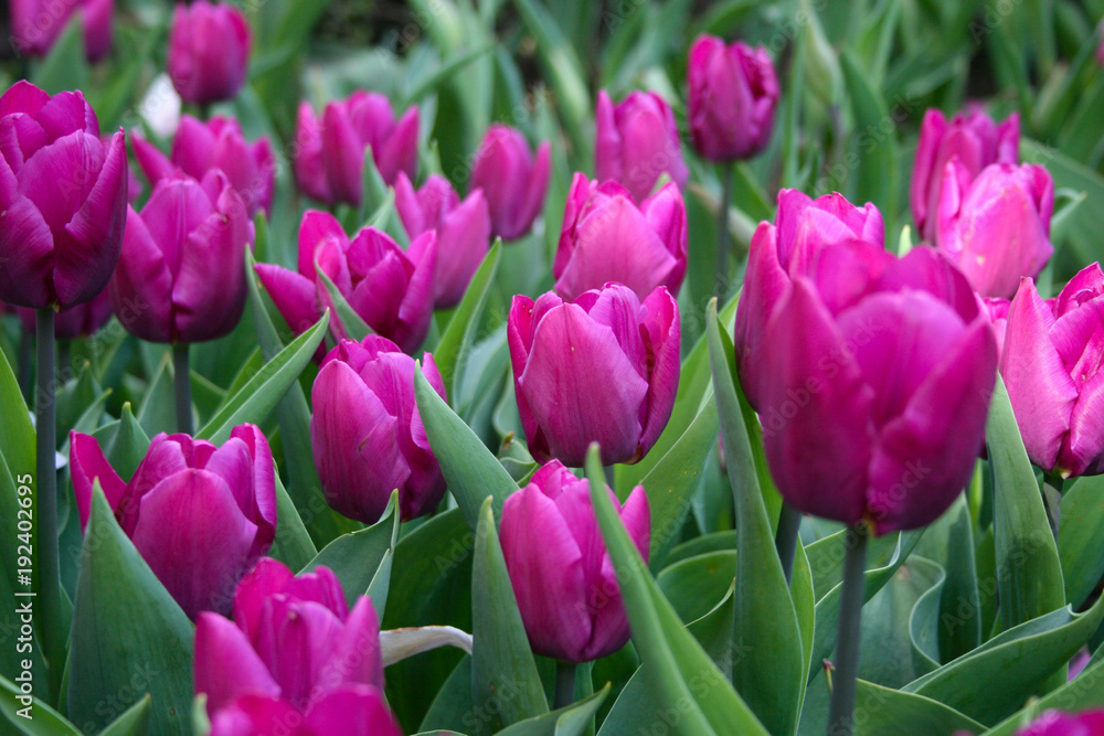 Fototapeta premium Jasne tulipany Fuchsia w oranżerii w Central Parku