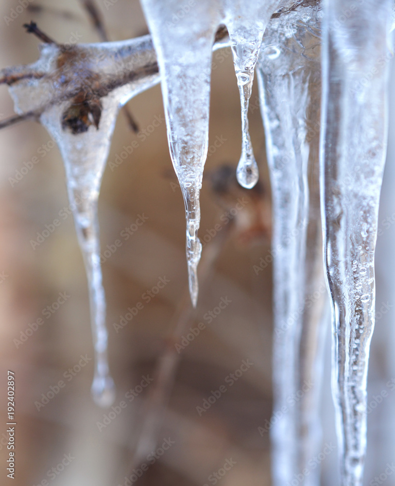 Icicles hanging from branch Icicles hanging from branch