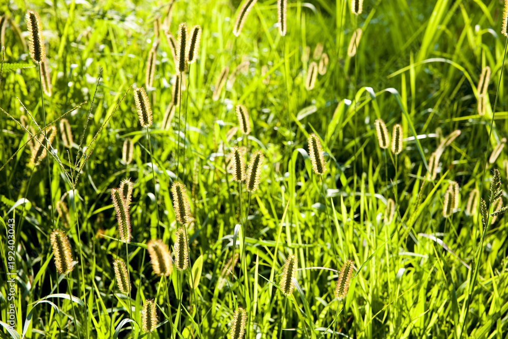 Obraz premium Green&nbsp;foxtail&nbsp;shining.