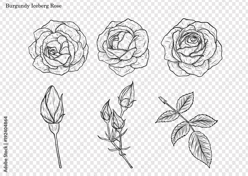 Rose vector set by hand  flower on white   art highly detailed in line art  iceberg rose for wallpaper  Stock Vector | Adobe Stock