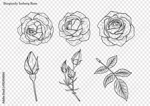Rose vector set by hand drawing.Beautiful flower on white background.Rose art highly detailed in line art style.Burgundy iceberg rose for wallpaper