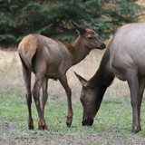 Juvenile Roosevelt Elk with Mom