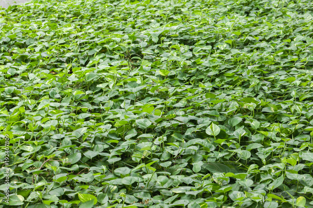 green Golden pathos near the tree in thailand green Golden pathos near the tree in thailand