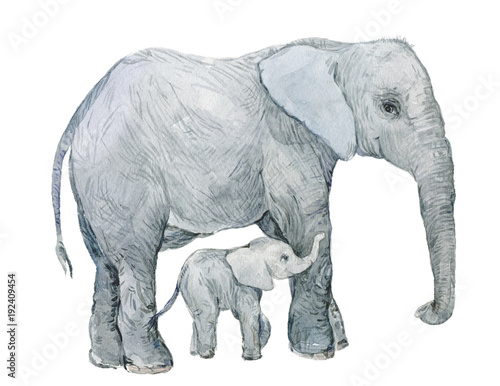 elephant  elephant  watercolor  animal  fauna  zoo  graphics cute animals watercolor animal  watercolor elephant