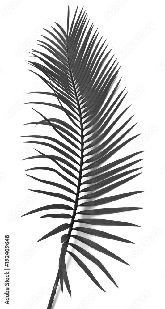 feuille de palmier feuille de palmier