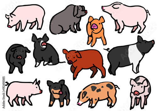 various breeds of pigs