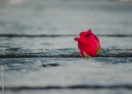 Rose on the old planks.
