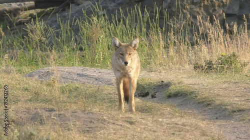 front view of a coyote standing in the lamar valley of yellowstone national park, usa photo