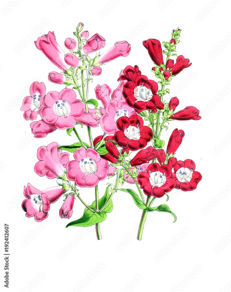 Illustration of a flower Illustration of a flower