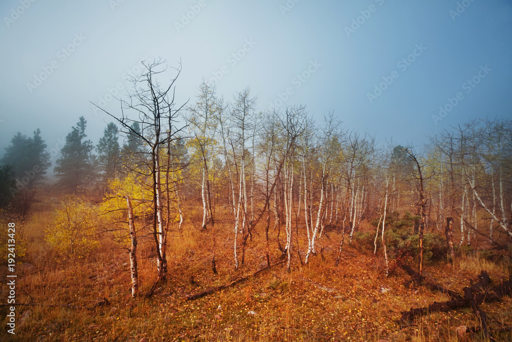 Fototapeta premium Autumn forest