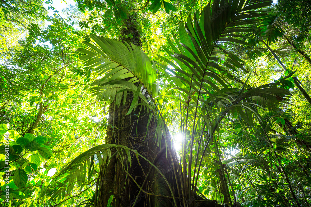 Fototapeta premium Jungle in Costa Rica