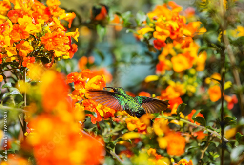 Kolibri © Galyna Andrushko