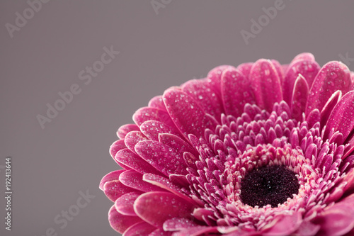 Beautiful single gerbera daisy flower head in water drops closeup. Greeting card for birthday, mother or womans day..