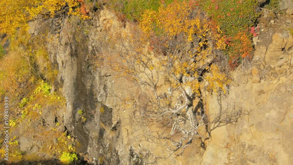 small yellowed nordic birch is growing from rocks slope, view in sunny day small yellowed nordic birch is growing from rocks slope, view in sunny day