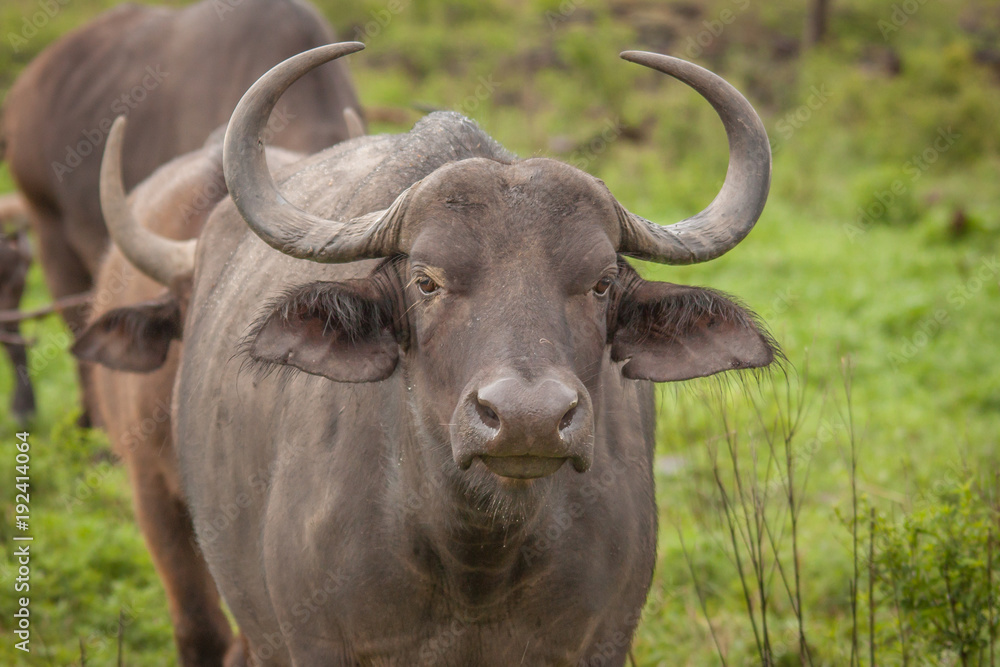 A Buffalo and his horns A Buffalo and his horns