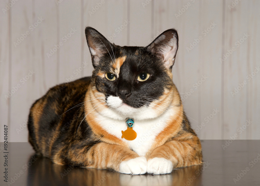 Calico cat laying on a turqoise blanket looking towards viewer. Calico cats are domestic cats with a spotted or particolored coat that is predominantly white, with patches of two other colors. Calico cat laying on a turqoise blanket looking towards viewer. Calico cats are domestic cats with a spotted or particolored coat that is predominantly white, with patches of two other colors.