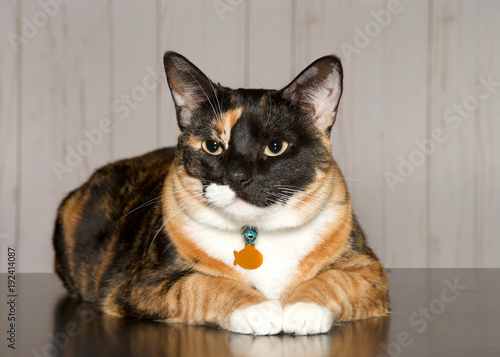 Calico cat laying on a turqoise blanket looking towards viewer. Calico cats are domestic cats with a spotted or particolored coat that is predominantly white, with patches of two other colors.