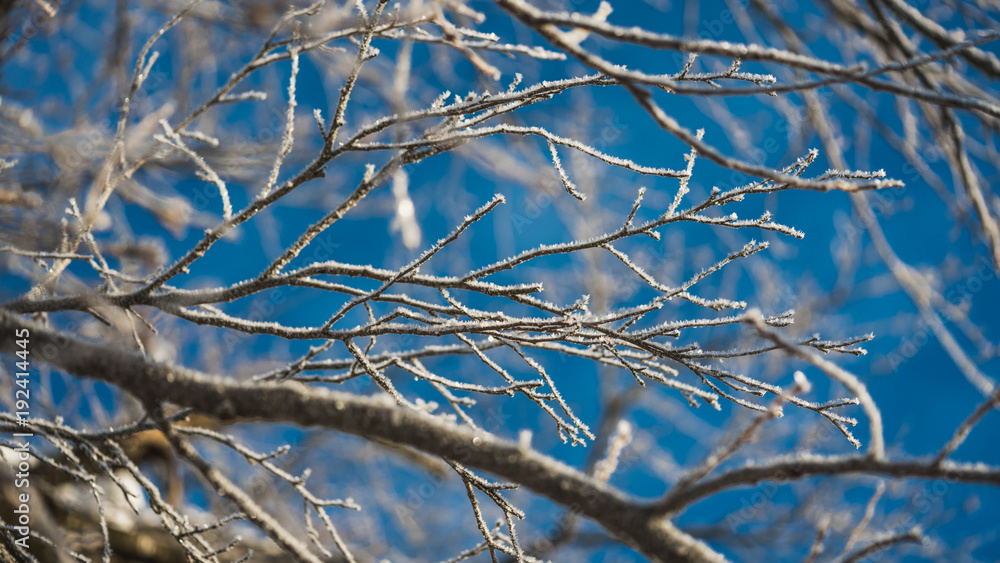 Snow On Tree Branches Snow On Tree Branches