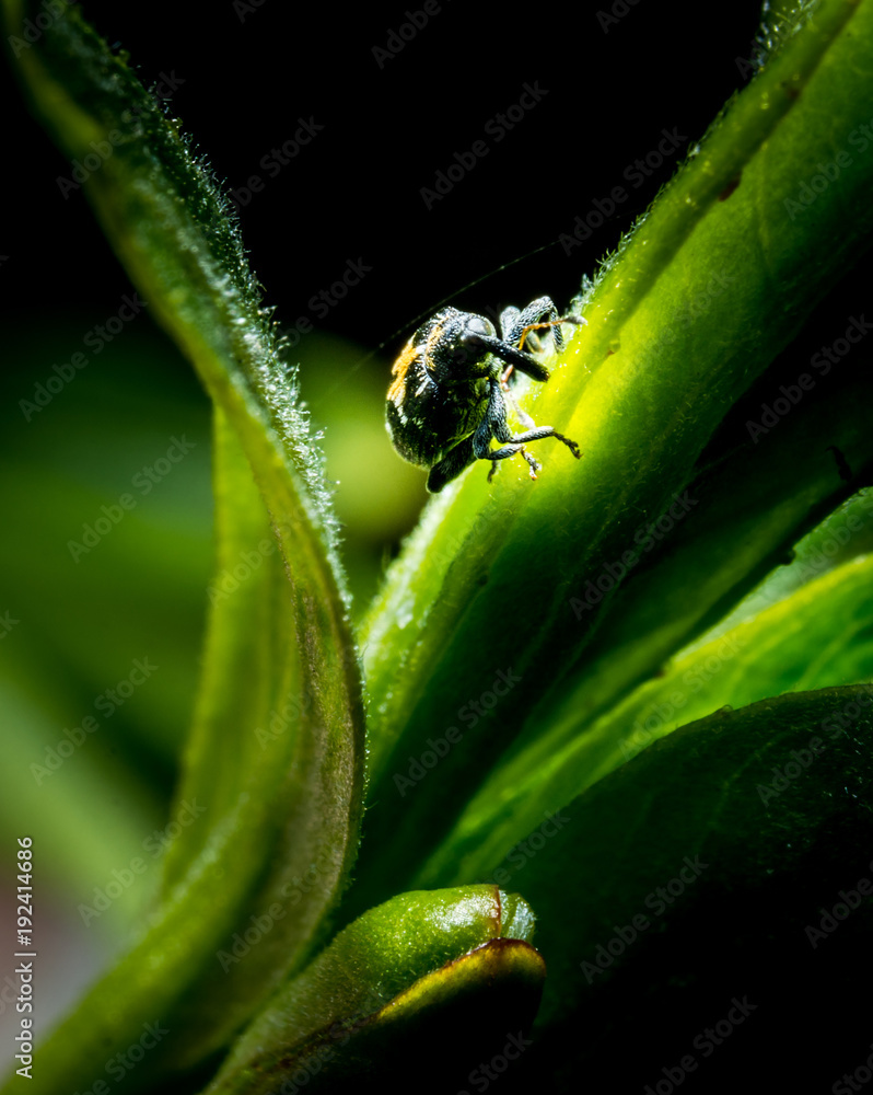 Fototapeta premium Litlle bug on leaf