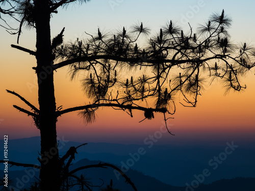 Pine trees on high peaks