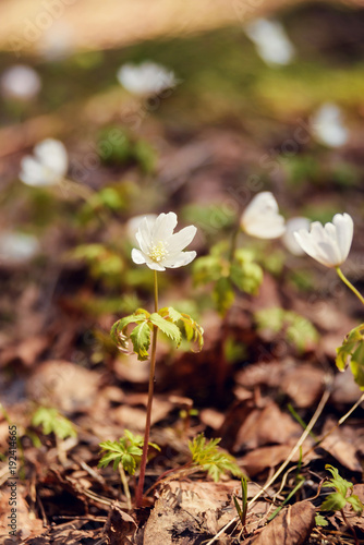 spring landscape: first flowers, forest snowdrops photo