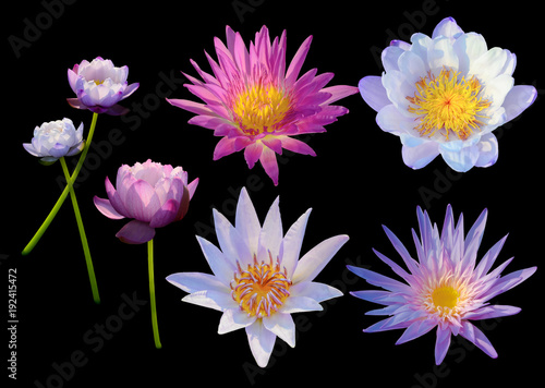 Nice lotus waterlily flower blooming isolated on black background