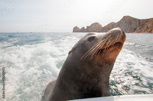 Sea Lion on the back of fishing boat begging for bait fish in Cabo San Lucas Baja Mexico