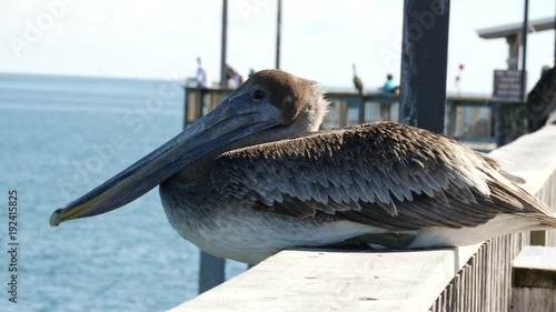 Close-up of a cute pelican perching on a pier