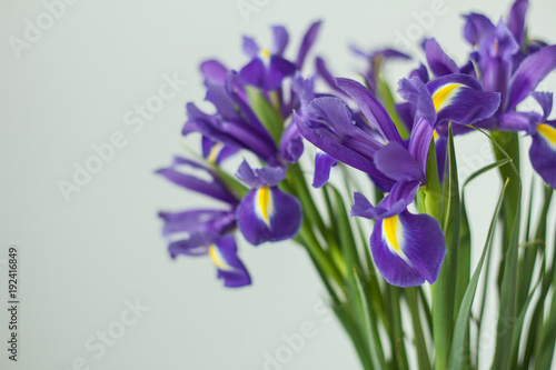 Fototapeta Naklejka Na Ścianę i Meble -  Delicate holiday bouquet of iris flowers on a light background.