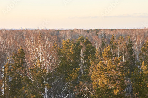Autumn landscape. Trees without leaves. Bright sky