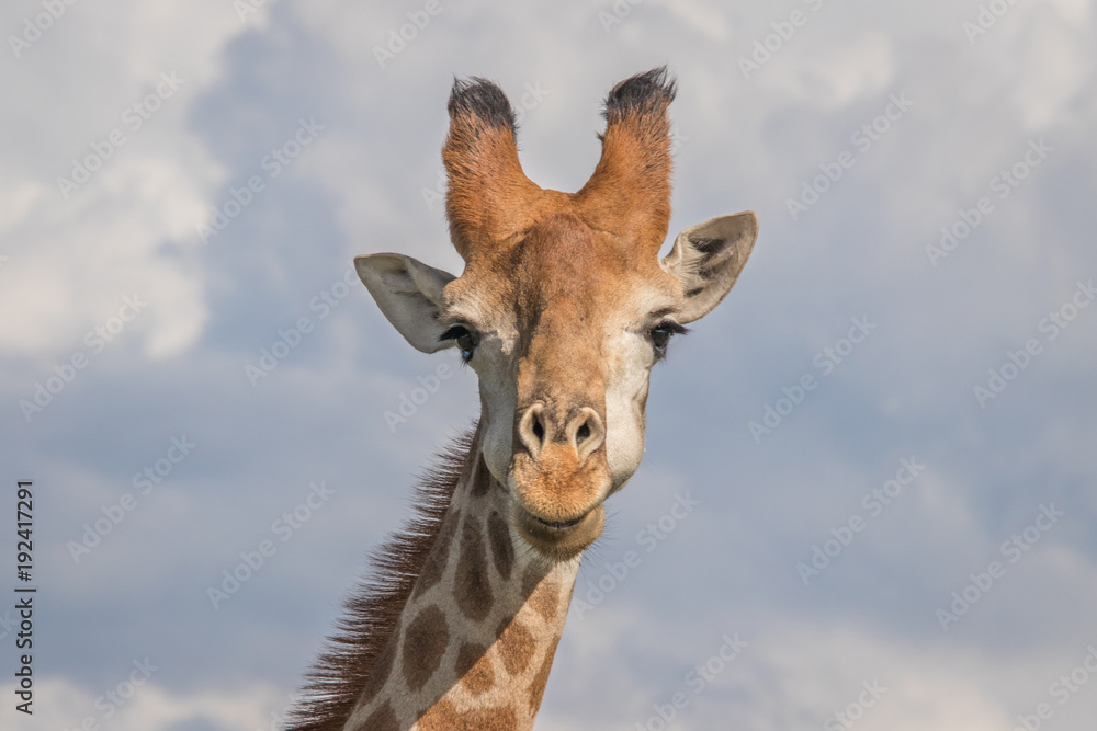 Naklejka premium The Mighty Giraffe