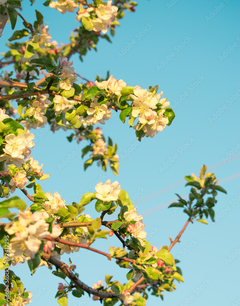 Spring flowers of apple Spring flowers of apple