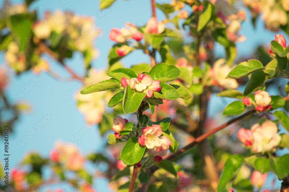 Fototapeta premium Spring flowers of apple