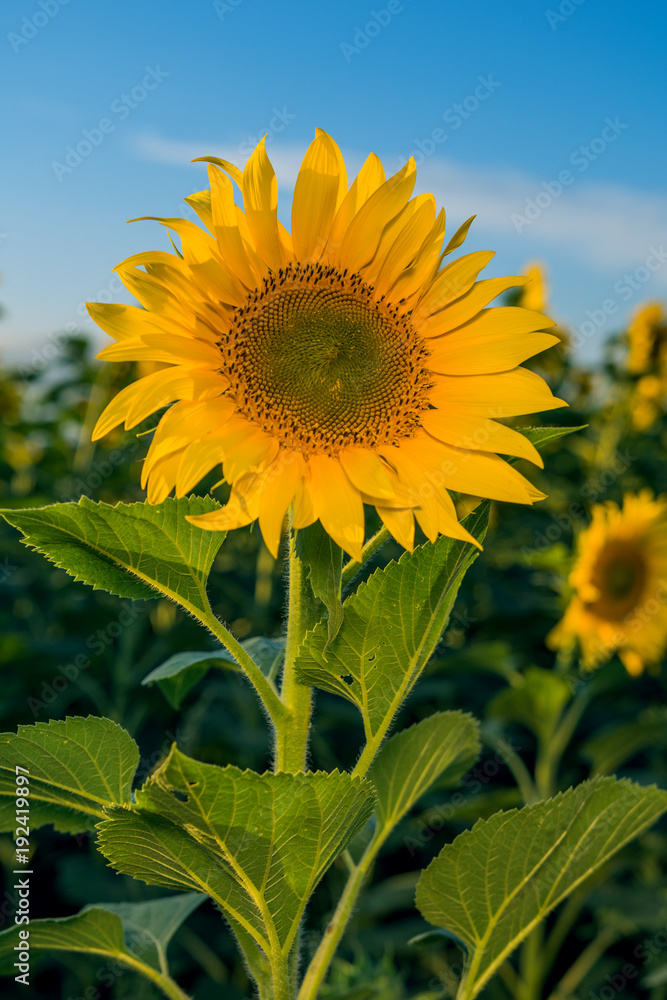 Summer sun over the sunflower field Summer sun over the sunflower field