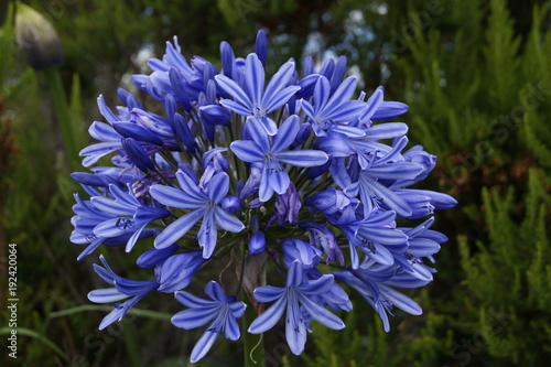 Schmucklilie Agapanthus  praecox 