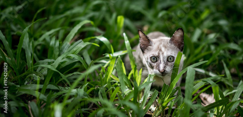 Cat on green grass in garden