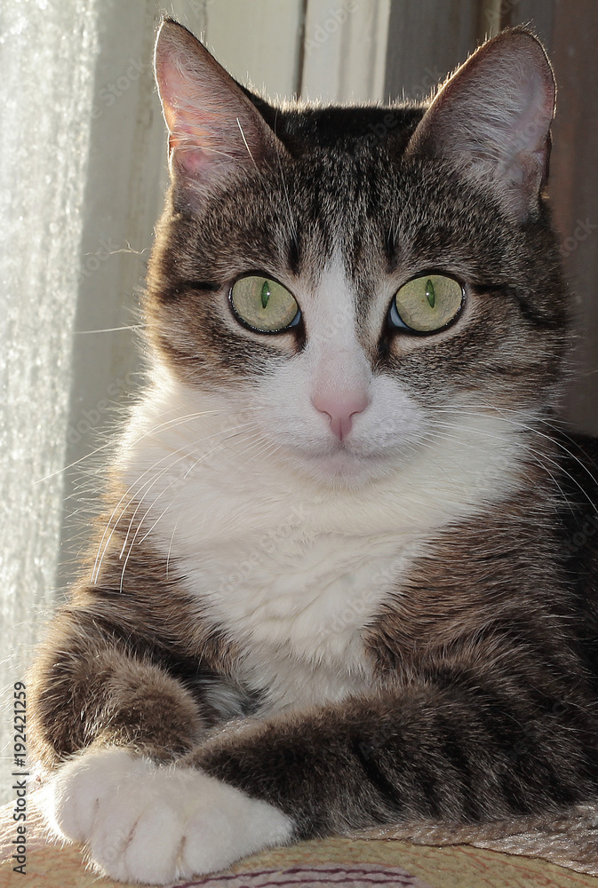 Cat. Portrait. Pet Cat. Portrait. Pet