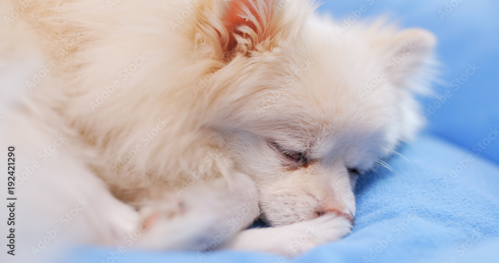 Dog sleeping on bed