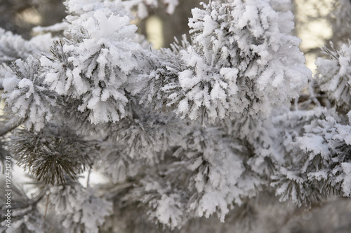 Light white snow. Branches spruce. Green needles © elenavolf