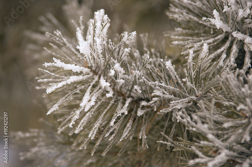 Snowy branch.  Pine in snow. Green needles. Closeup