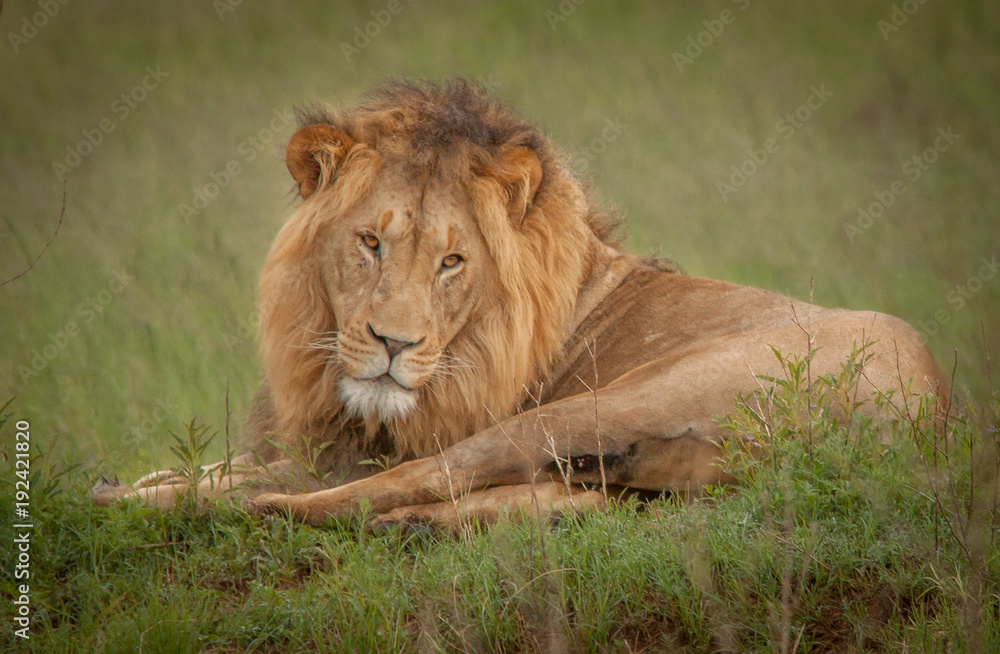 King of the Jungle King of the Jungle