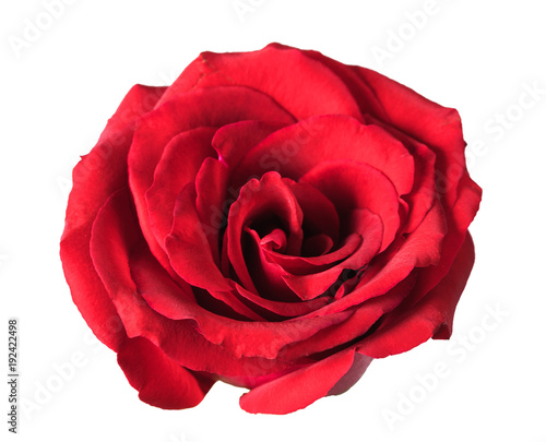 Close up red rose isolated on white background with clipping path