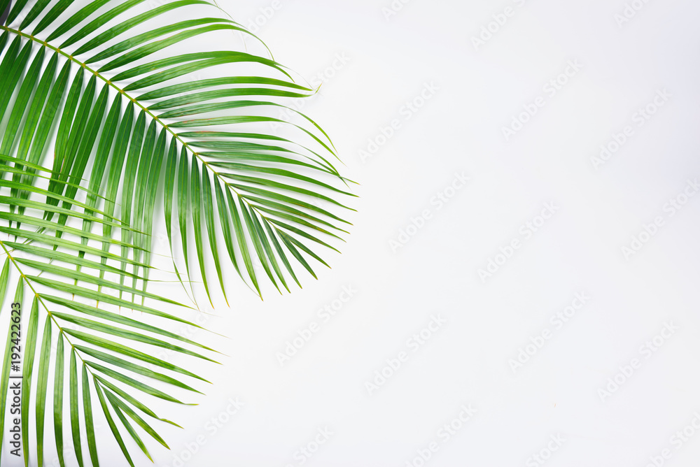 Fototapeta premium Green palm leaves isolated on white background.