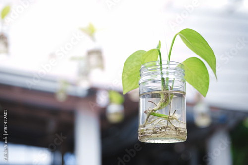 Epipremnum aureum or Golden pothos in glass bottle.