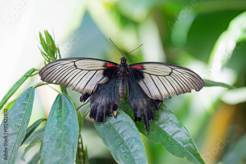 Close up of a Swallow Butterfly with wings extended resting on a vibrant green leaf photo