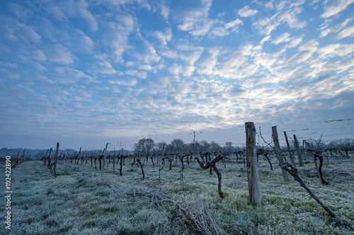 Vineyard landscape scene in winter