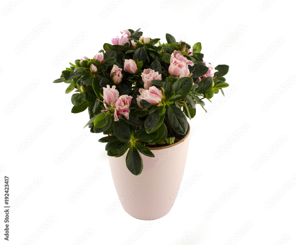 flower isolated flower isolated